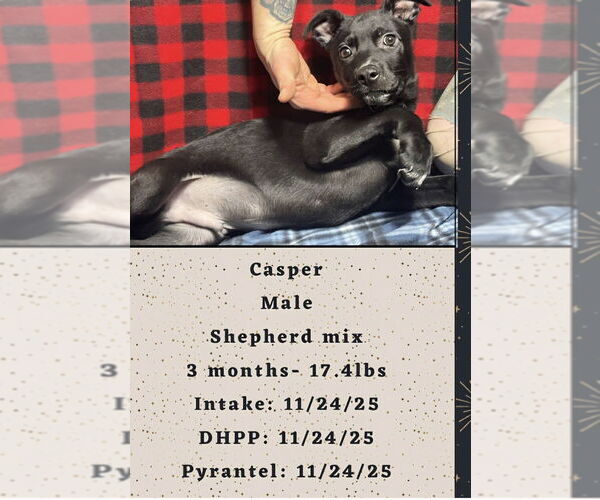 Medium Photo #2 Shepradors Puppy For Sale in Aurora, IN, USA