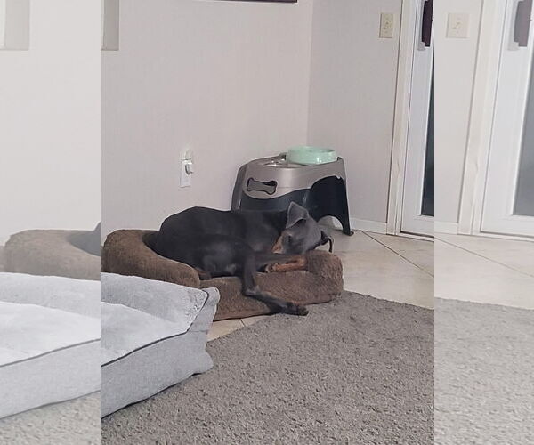 Medium Photo #13 Doberman Pinscher-Unknown Mix Puppy For Sale in Escondido, CA, USA