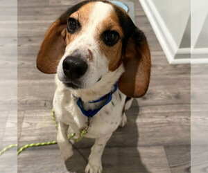 Bagle Hound Dogs for adoption in Batavia, OH, USA
