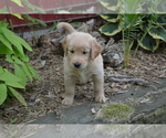 Puppy Ryker Golden Retriever