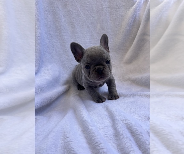 Medium Photo #4 French Bulldog Puppy For Sale in NORTH MYRTLE BEACH, SC, USA