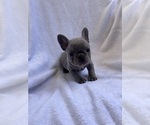 Small Photo #4 French Bulldog Puppy For Sale in NORTH MYRTLE BEACH, SC, USA