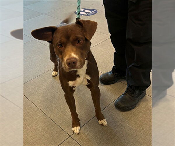 Medium Photo #1 American Pit Bull Terrier-Labrador Retriever Mix Puppy For Sale in Rancho Cucamonga, CA, USA