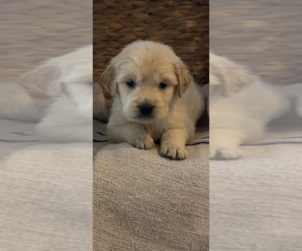 Medium Photo #13 Golden Retriever Puppy For Sale in MERCED, CA, USA
