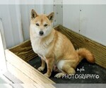 Small Photo #4 Shiba Inu Puppy For Sale in LIBERTY, KY, USA