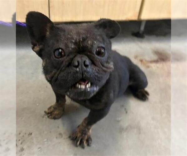 Medium Photo #1 French Bulldog Puppy For Sale in Camarillo, CA, USA