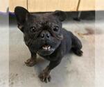 Small French Bulldog