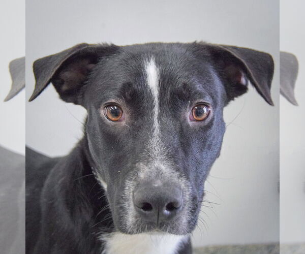 Medium Photo #1 Border Collie-Unknown Mix Puppy For Sale in Huntley, IL, USA