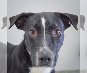 Border Collie-Unknown Mix Dogs for adoption in Huntley, IL, USA