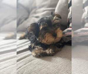 Yorkshire Terrier Puppy for sale in FERNDALE, MI, USA
