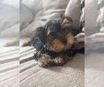 Small Photo #1 Yorkshire Terrier Puppy For Sale in FERNDALE, MI, USA