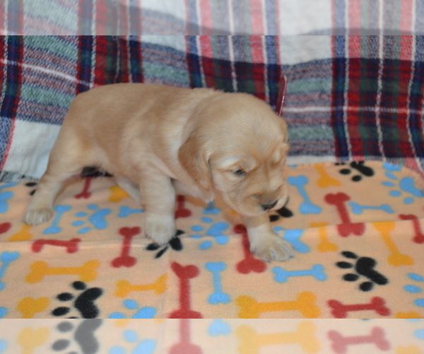 Medium Photo #8 Golden Retriever Puppy For Sale in OWEN, WI, USA