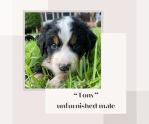Bernedoodle Dog for Adoption in FORT MILL, South Carolina USA