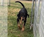 Small Photo #2 Coonhound-Doberman Pinscher Mix Puppy For Sale in Sistersville, WV, USA