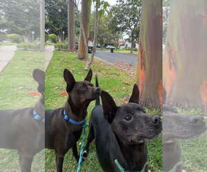 Beckham and Cooper - Male Miniature Pinscher-Unknown Mix Dog for Adoption - Photo #3
