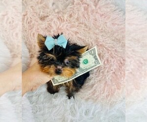 Medium Biewer Terrier