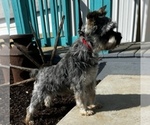 Small Photo #1 Snorkie Puppy For Sale in COARSEGOLD, CA, USA