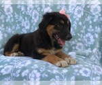 Small Photo #5 Australian Shepherd-English Shepherd Mix Puppy For Sale in LAKELAND, FL, USA