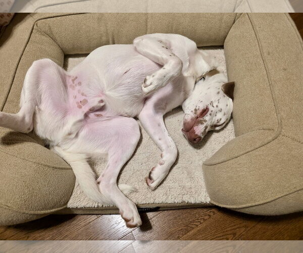 Medium Photo #6 Catahoula Leopard Dog-Unknown Mix Puppy For Sale in Holly Springs, NC, USA