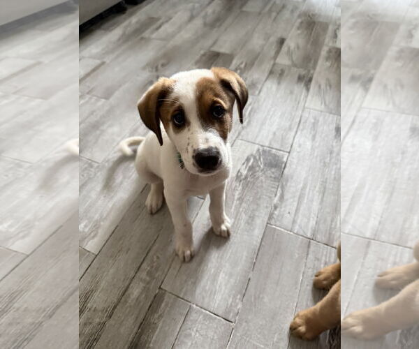 Medium Photo #3 Australian Shepherd-Unknown Mix Puppy For Sale in Plainfield, IL, USA
