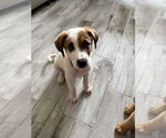 Small #2 Australian Shepherd Mix