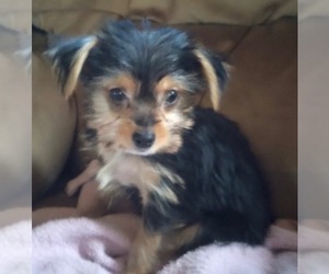 Yorkshire Terrier Puppy for sale in XENIA, OH, USA
