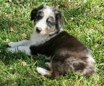 Small Photo #4 Australian Shepherd Puppy For Sale in JACKSON, MI, USA
