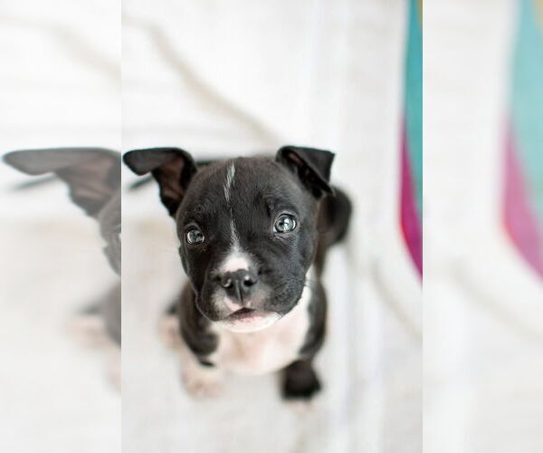 Medium Photo #1 Mutt Puppy For Sale in Germantown, OH, USA