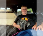 Small #7 Mastiff Mix