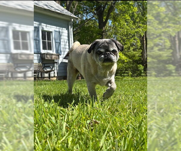 Medium Photo #4 Pug Puppy For Sale in Indianapolis, IN, USA