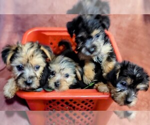 Yorkshire Terrier Litter for sale in AKRON, OH, USA