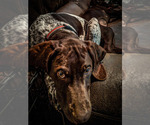 Small Photo #1 German Shorthaired Pointer Puppy For Sale in MESQUITE, TX, USA