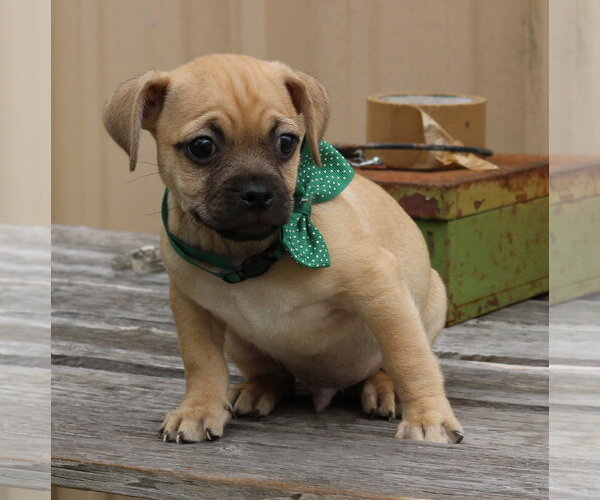 Medium Photo #2 Pug-Unknown Mix Puppy For Sale in Bandera, TX, USA