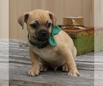 Small #1 Pug Mix