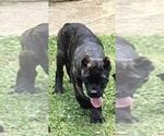 Small #2 Cane Corso