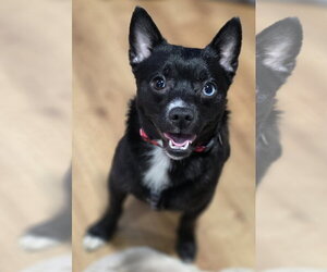 Chiranian Dogs for adoption in Clarkston, MI, USA