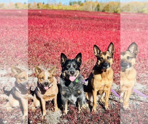 Medium Photo #11 Mutt Puppy For Sale in Garden City, NY, USA