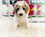 Puppy Puppy 5 Australian Labradoodle-Poodle (Standard) Mix