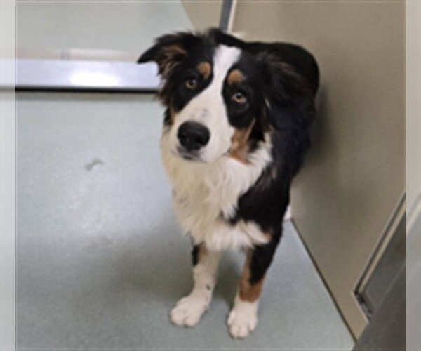 Medium Photo #1 Australian Shepherd Puppy For Sale in Placerville, CA, USA