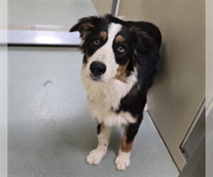 Australian Shepherd Dogs for adoption in Placerville, CA, USA