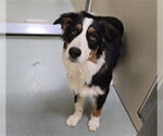 Small Australian Shepherd