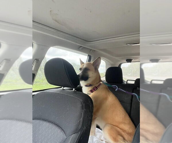 Medium Photo #6 Akita-German Shepherd Dog Mix Puppy For Sale in Winston Salem, NC, USA