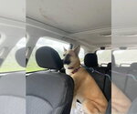 Small Photo #6 Akita-German Shepherd Dog Mix Puppy For Sale in Winston Salem, NC, USA