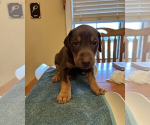 Doberman Pinscher Puppy for sale in PECK, KS, USA