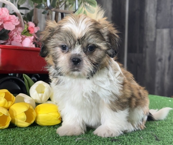 Medium Photo #1 Shih Tzu Puppy For Sale in CANOGA, NY, USA
