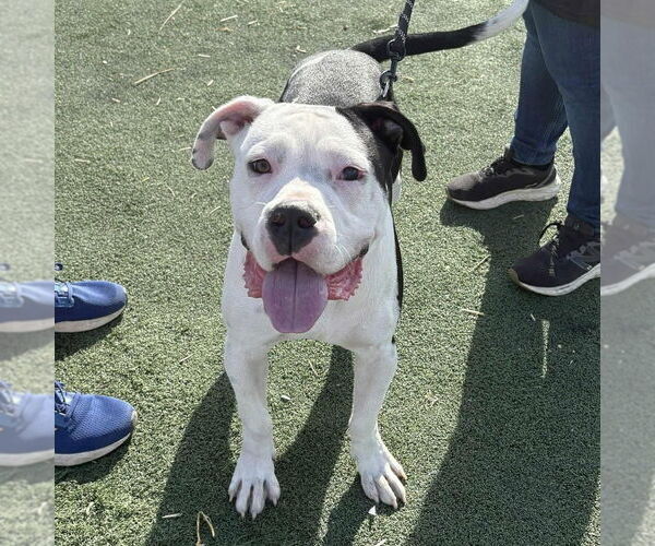 Medium Photo #13 Bulloxer Puppy For Sale in Wenonah, NJ, USA