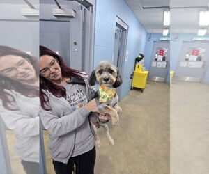 Mutt Dogs for adoption in Evansville, IN, USA