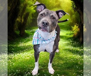 Mutt Dogs for adoption in Fargo, ND, USA