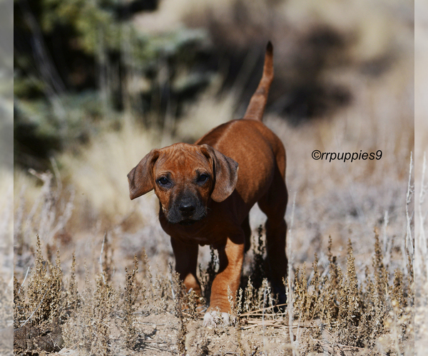 Medium Photo #3 Rhodesian Ridgeback Puppy For Sale in FAIRPLAY, CO, USA