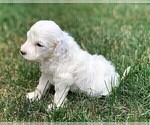 Small Photo #22 Goldendoodle Puppy For Sale in CHEYENNE, WY, USA